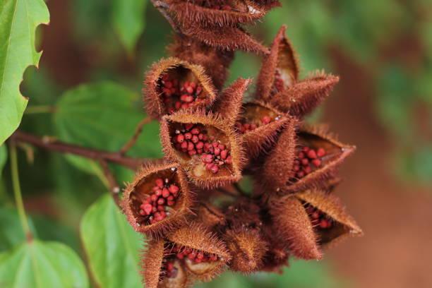 Benefícios e Aplicações do Extrato Oleoso de Urucum na Cosmética e Saúde